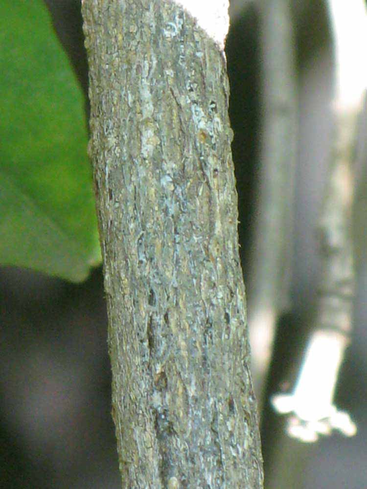              Second - third year twig (Riverside, CA)       